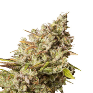 OBAMA KUSH