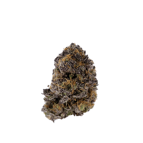 PURPLE GORILLA