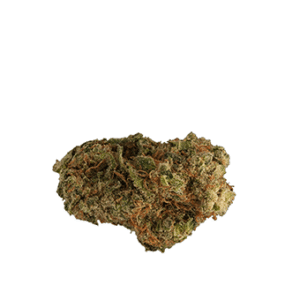 SANTA SATIVA