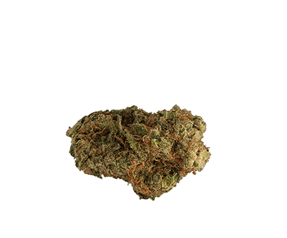 SANTA SATIVA