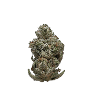 SOUR DIESEL