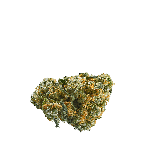 ZOMBIELAND OG
